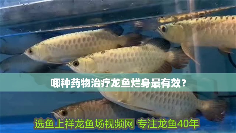 哪種藥物治療龍魚爛身最有效？ 哪種藥物治療龍魚爛身最有效？ 龍魚百科