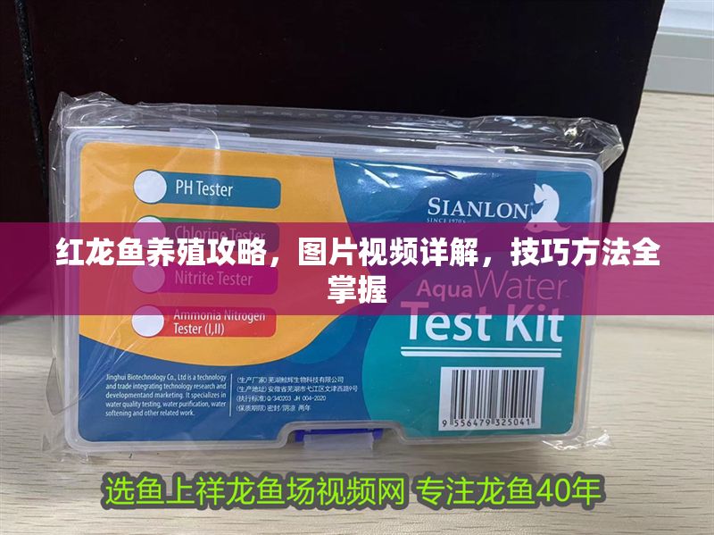 紅龍魚養(yǎng)殖攻略，圖片視頻詳解，技巧方法全掌握 紅龍魚養(yǎng)殖攻略，圖片視頻詳解，技巧方法全掌握 龍魚百科 第1張