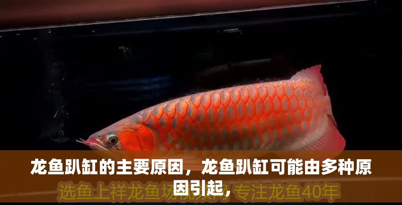 龍魚(yú)趴缸的主要原因，龍魚(yú)趴缸可能由多種原因引起， 龍魚(yú)趴缸的主要原因，龍魚(yú)趴缸可能由多種原因引起， 龍魚(yú)百科 第2張