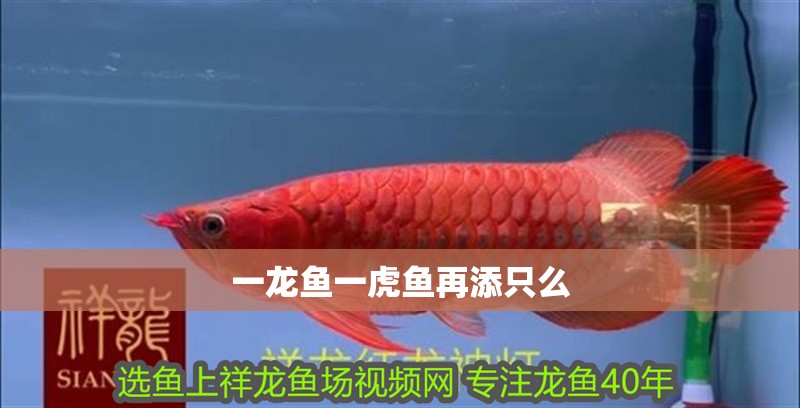 一龍魚一虎魚再添只么