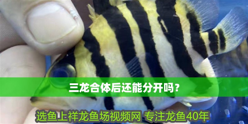 三龍合體后還能分開(kāi)嗎？