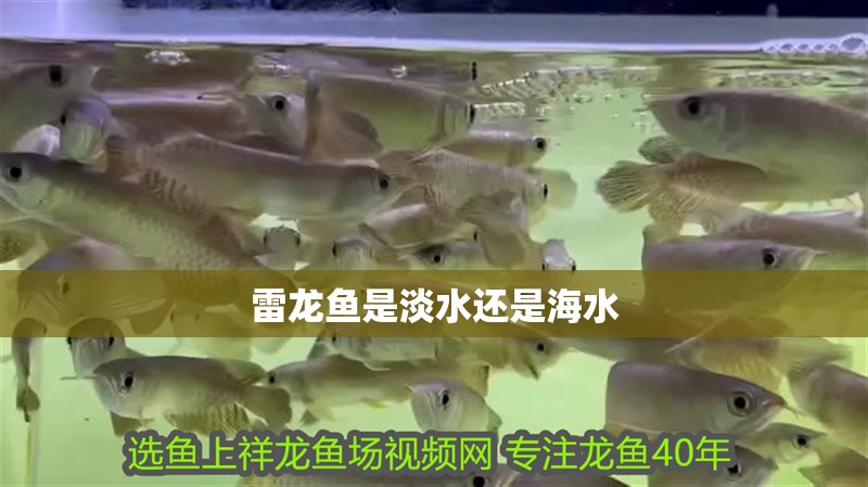 雷龍魚是淡水還是海水
