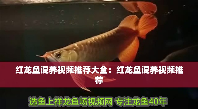 魚缸造景先放沙還是先放水(魚缸造景先鋪沙還是先放石頭) 紅龍魚混養(yǎng)視頻推薦大全:紅龍魚混養(yǎng)視頻推薦 水族問答 紅龍魚混養(yǎng)視頻推薦大全:紅龍魚混養(yǎng)視頻推薦 紅龍魚混養(yǎng)視頻推薦大全:紅龍魚混養(yǎng)視頻推薦 水族問答
