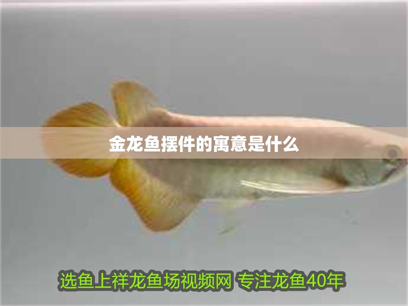 金龍魚擺件的寓意是什么