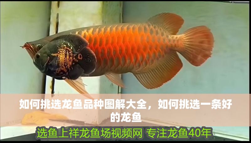 如何挑選龍魚品種圖解大全，如何挑選一條好的龍魚