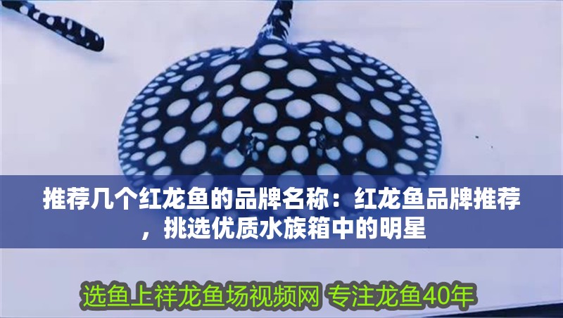 推薦幾個紅龍魚的品牌名稱：紅龍魚品牌推薦，挑選優質水族箱中的明星