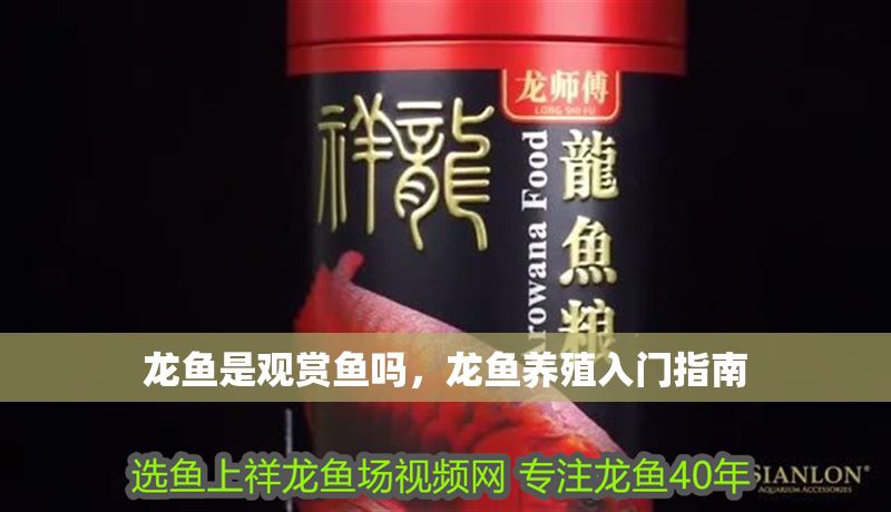 龍魚是觀賞魚嗎，龍魚養(yǎng)殖入門指南