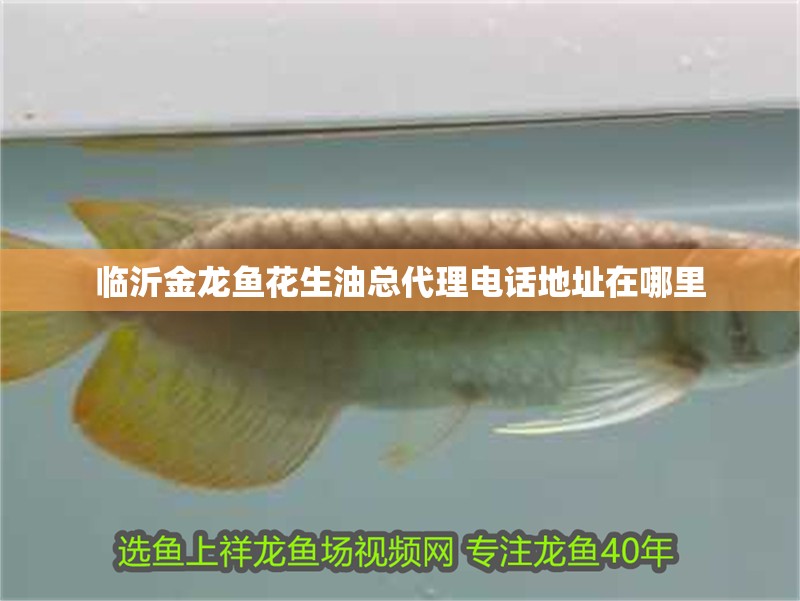 紅龍魚怎么喂飼料視頻（紅龍魚怎么喂飼料視頻教程）