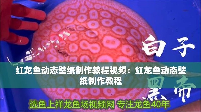 紅龍魚動(dòng)態(tài)壁紙制作教程視頻：紅龍魚動(dòng)態(tài)壁紙制作教程