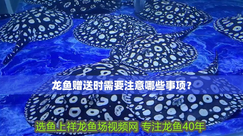 龍魚贈送時需要注意哪些事項(xiàng)？