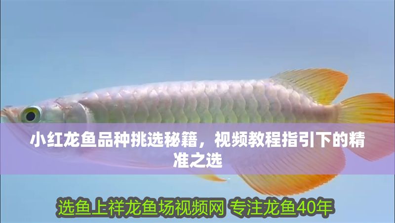 小紅龍魚品種挑選秘籍，視頻教程指引下的精準之選