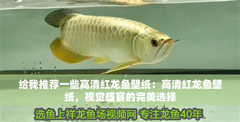 給我推薦一些高清紅龍魚壁紙：高清紅龍魚壁紙，視覺盛宴的完美選擇