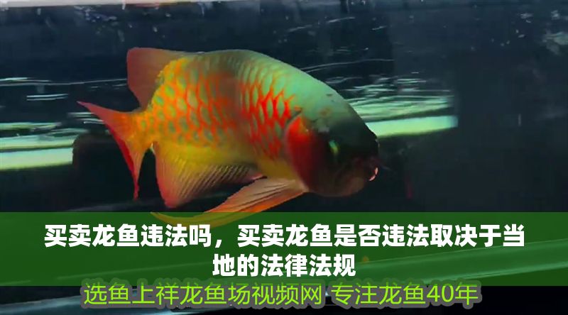 買賣龍魚違法嗎，買賣龍魚是否違法取決于當地的法律法規