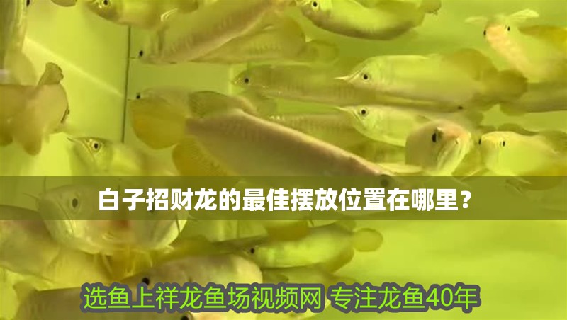 白子招財龍的最佳擺放位置在哪里？