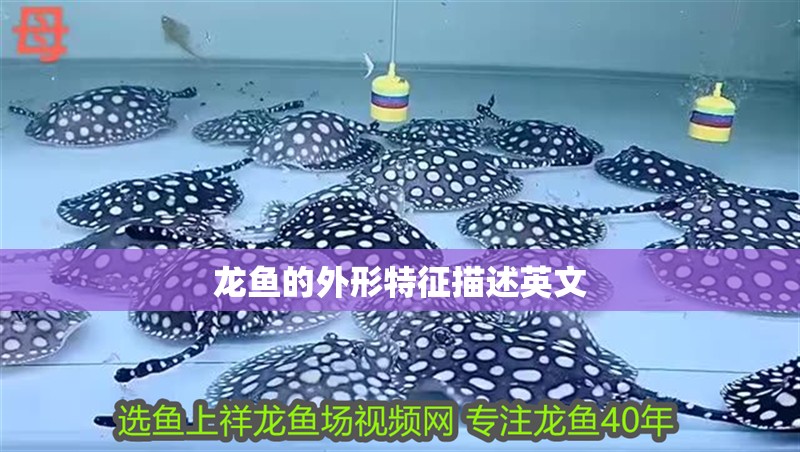 龍魚(yú)的外形特征描述英文