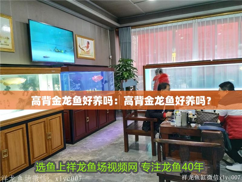高背金龍魚好養嗎：高背金龍魚好養嗎？