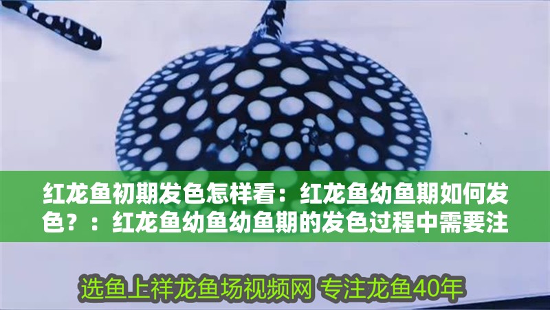 紅龍魚初期發色怎樣看：紅龍魚幼魚期如何發色？：紅龍魚幼魚幼魚期的發色過程中需要注意的關鍵因素