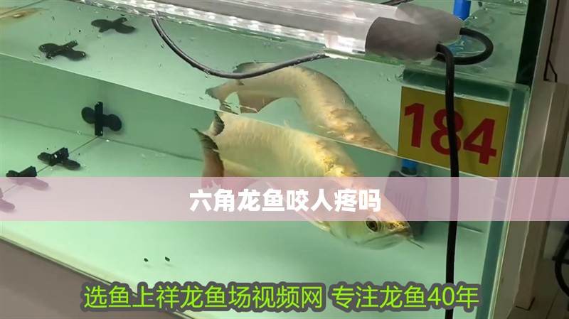 六角龍魚咬人疼嗎 六角龍魚咬人疼嗎 龍魚百科
