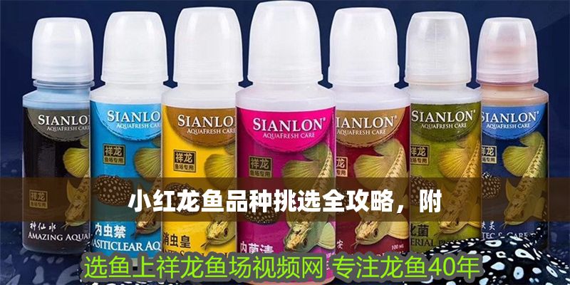 小紅龍魚品種挑選全攻略，附