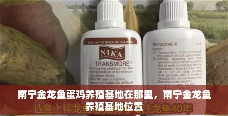 南寧金龍魚(yú)蛋雞養(yǎng)殖基地在那里，南寧金龍魚(yú)養(yǎng)殖基地位置