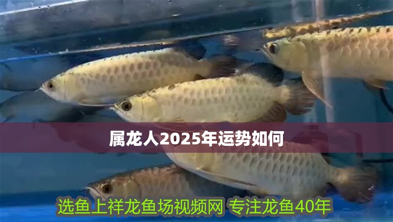 屬龍人2025年運勢如何