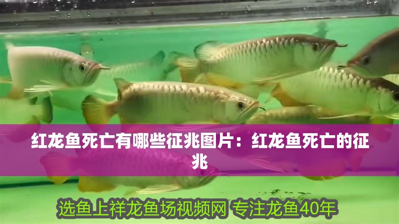 紅龍魚死亡有哪些征兆圖片：紅龍魚死亡的征兆