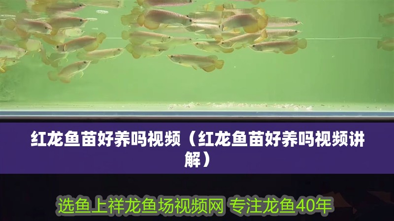 紅龍魚苗好養嗎視頻（紅龍魚苗好養嗎視頻講解）