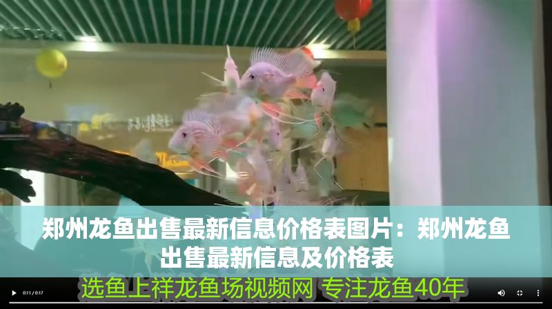 鄭州龍魚出售最新信息價格表圖片：鄭州龍魚出售最新信息及價格表