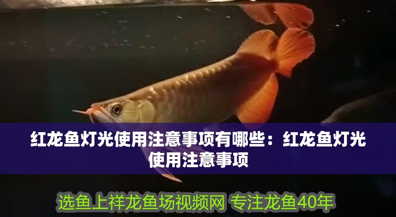 紅龍魚燈光使用注意事項有哪些：紅龍魚燈光使用注意事項