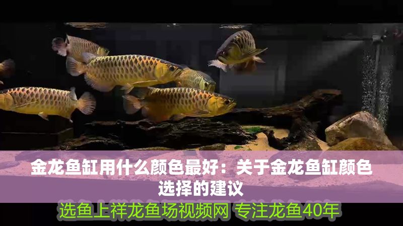 金龍魚缸用什么顏色最好：關于金龍魚缸顏色選擇的建議 金龍魚缸用什么顏色最好：關于金龍魚缸顏色選擇的建議 龍魚百科 第2張