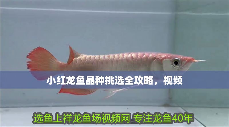 小紅龍魚品種挑選全攻略,視頻 龍魚百科 第1張 小紅龍魚品種挑選全攻略,視頻 小紅龍魚品種挑選全攻略,視頻 龍魚百科 第1張