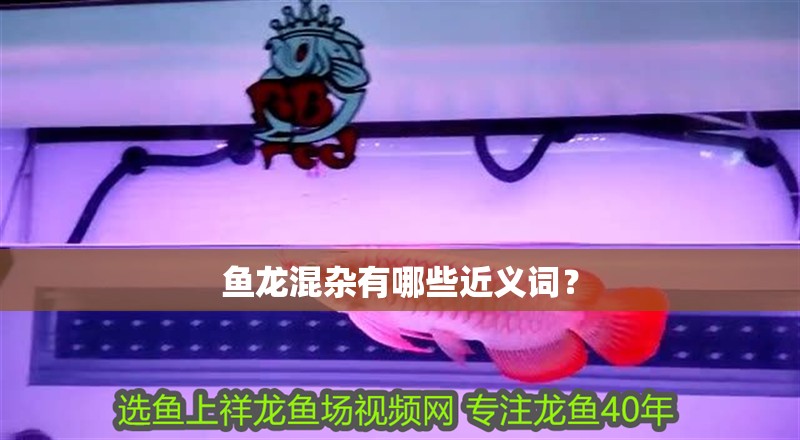 魚龍混雜有哪些近義詞？