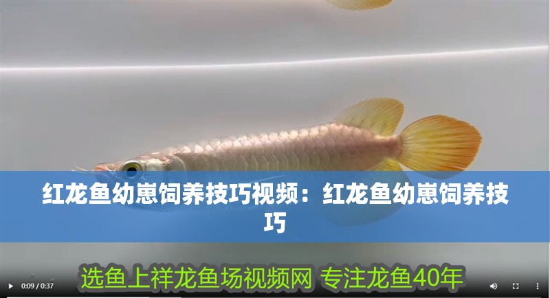 紅龍魚(yú)幼崽飼養(yǎng)技巧視頻：紅龍魚(yú)幼崽飼養(yǎng)技巧