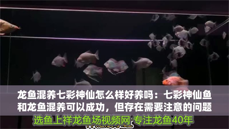 龍魚混養七彩神仙怎么樣好養嗎：七彩神仙魚和龍魚混養可以成功，但存在需要注意的問題