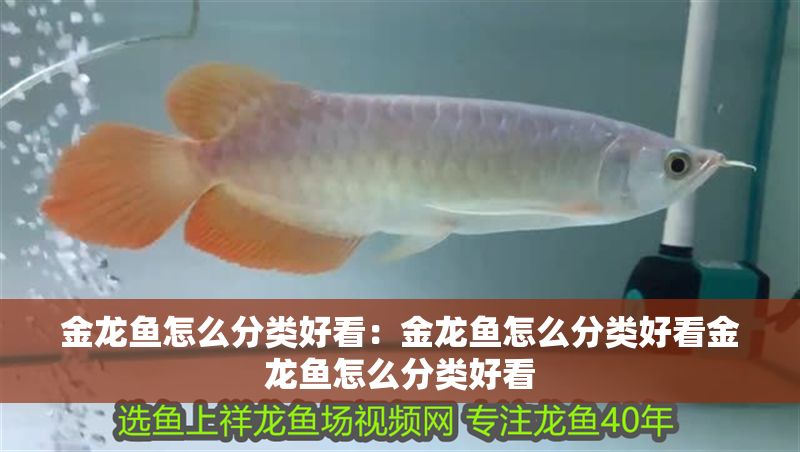 金龍魚怎么分類好看：金龍魚怎么分類好看金龍魚怎么分類好看
