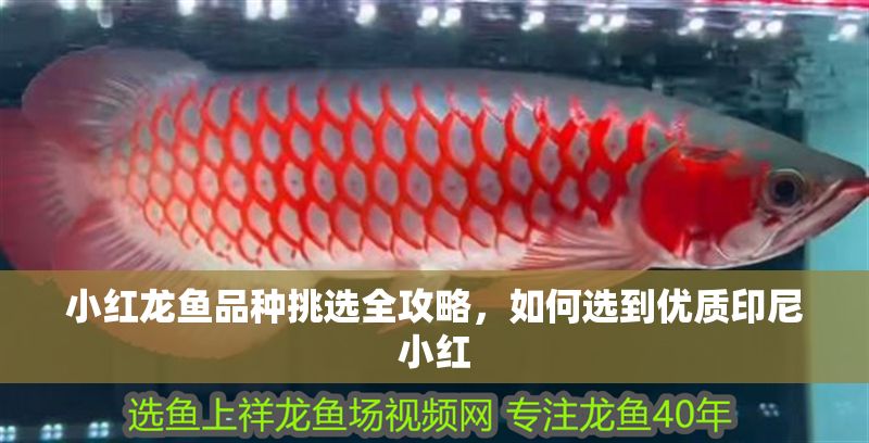小紅龍魚品種挑選全攻略，如何選到優質印尼小紅