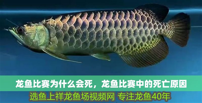 龍魚比賽為什么會(huì)死，龍魚比賽中的死亡原因