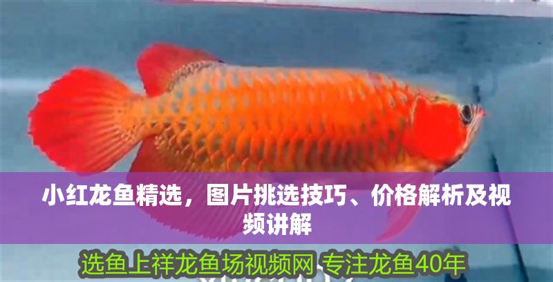 小紅龍魚精選，圖片挑選技巧、價格解析及視頻講解