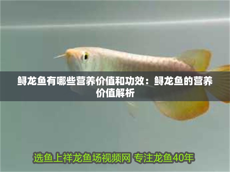 鱘龍魚有哪些營養價值和功效：鱘龍魚的營養價值解析