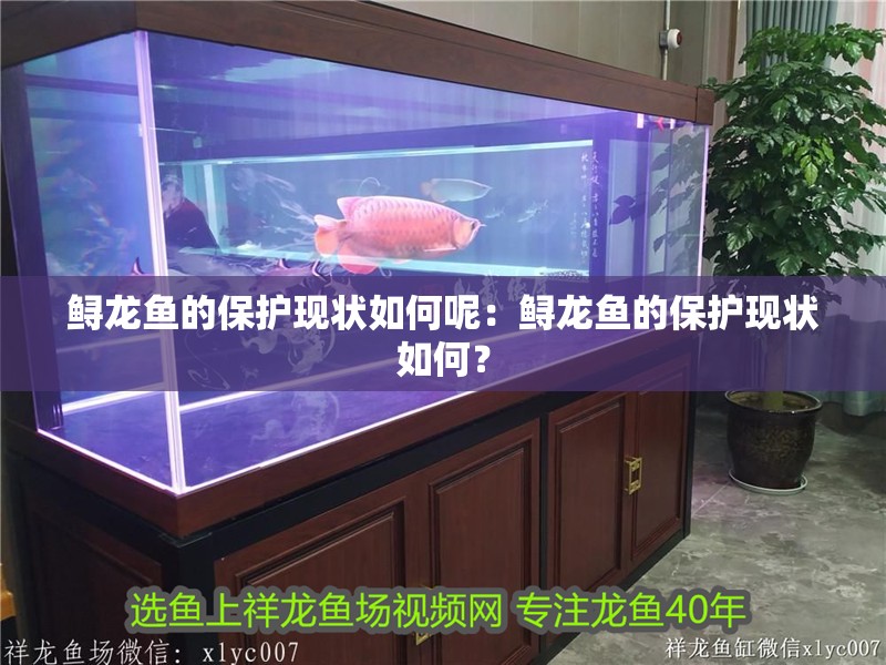 鱘龍魚的保護現狀如何呢：鱘龍魚的保護現狀如何？