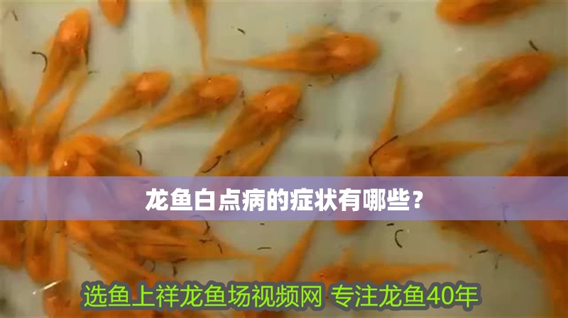 龍魚白點病的癥狀有哪些？