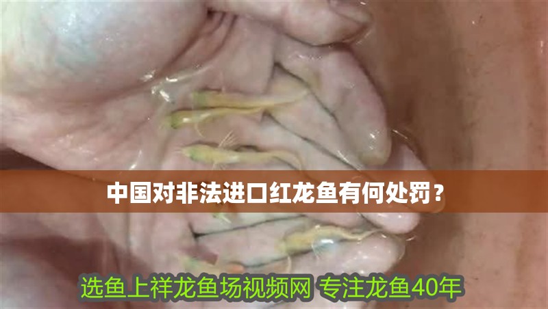 中國(guó)對(duì)非法進(jìn)口紅龍魚(yú)有何處罰？