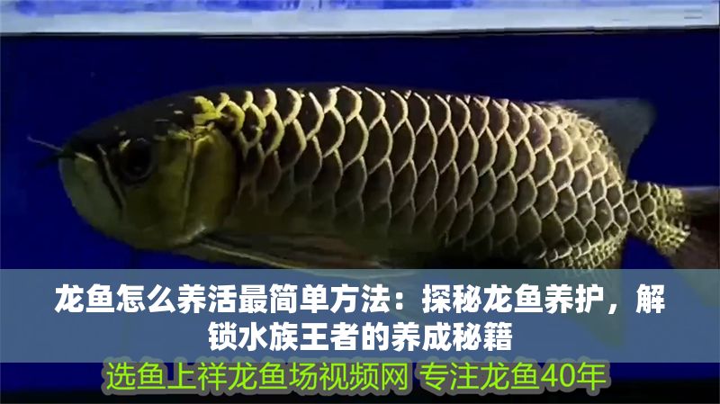 龍魚怎么養(yǎng)活最簡(jiǎn)單方法：探秘龍魚養(yǎng)護(hù)，解鎖水族王者的養(yǎng)成秘籍