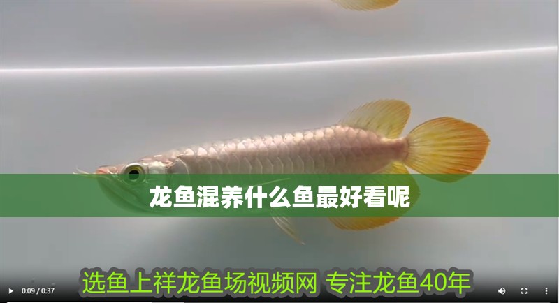 龍魚混養(yǎng)什么魚最好看呢