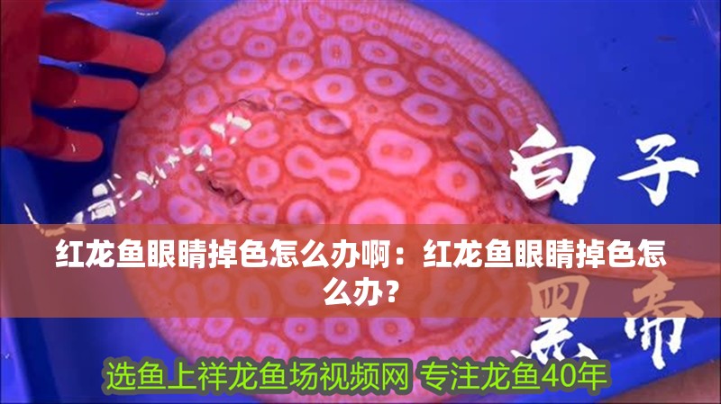 紅龍魚眼睛掉色怎么辦啊：紅龍魚眼睛掉色怎么辦？