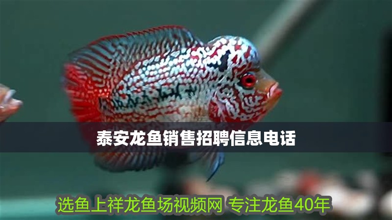 <strong><mark>泰安</mark></strong>龍魚銷售招聘信息電話