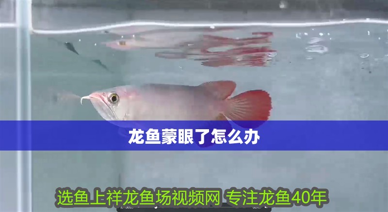 龍魚蒙眼了怎么辦