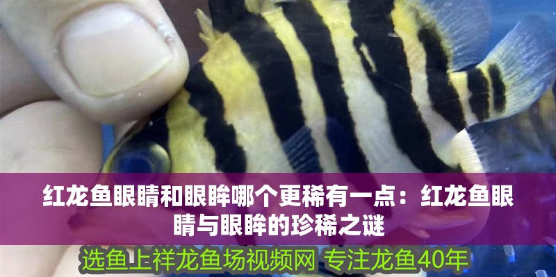 紅龍魚眼睛和眼眸哪個更稀有一點：紅龍魚眼睛與眼眸的珍稀之謎