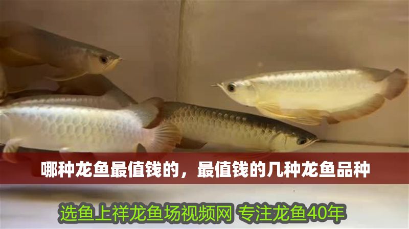 哪種龍魚最值錢的，最值錢的幾種龍魚品種