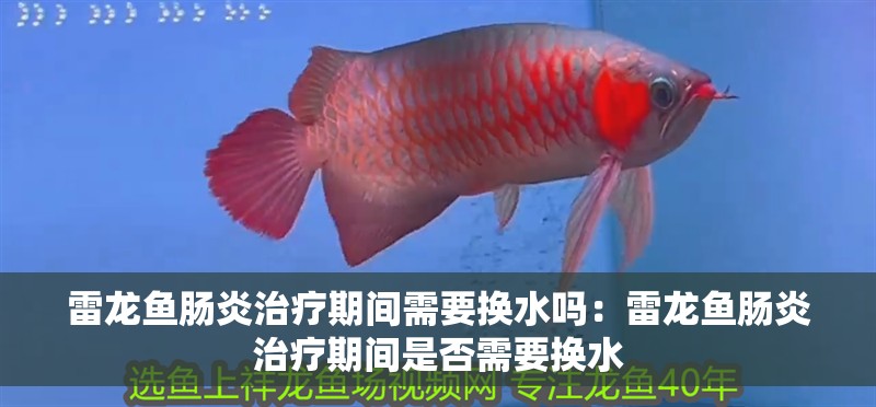 印尼虎魚多少溫度飼養最好:印尼虎魚多少溫度飼養最好印尼虎魚多少溫度飼養最好 雷龍魚腸炎治療期間需要換水嗎:雷龍魚腸炎治療期間是否需要換水 水族問答 雷龍魚腸炎治療期間需要換水嗎:雷龍魚腸炎治療期間是否需要換水 雷龍魚腸炎治療期間需要換水嗎:雷龍魚腸炎治療期間是否需要換水 水族問答